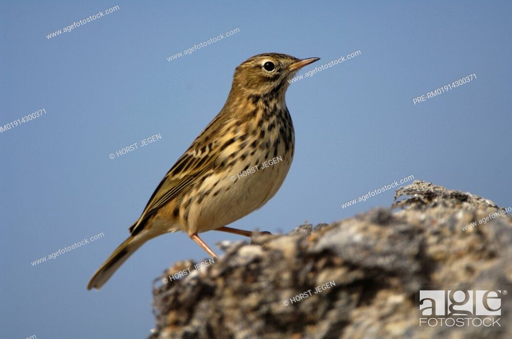 Stock Photo: Meadow pipit, Anthus pratensis.