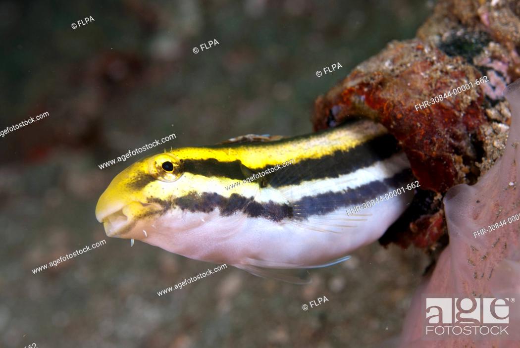 Stock Photo: Lined Fangblenny Meiacanthus lineatus adult, emerging from hole, Ambon Island, Maluku Islands, Banda Sea, Indonesia.