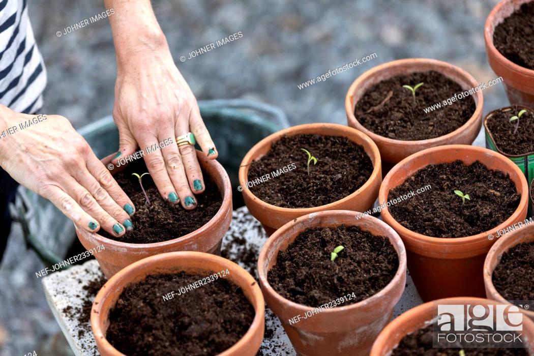 Photo de stock: Woman planting seedlings.
