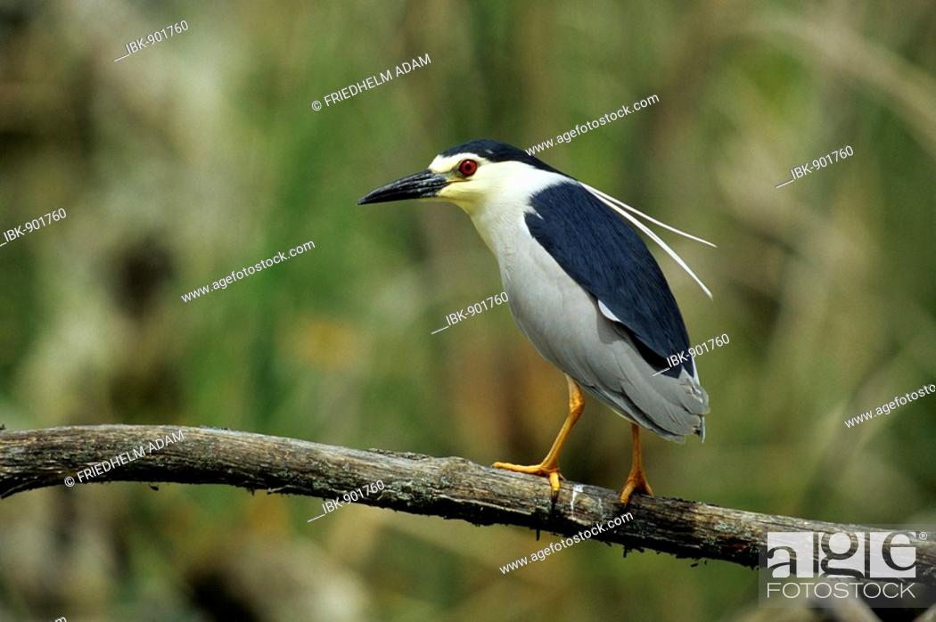 Stock Photo: Black-crowned Night Heron (Nycticorax nycticorax) sitting on a branch, Retszilas, Hungary, Europe.