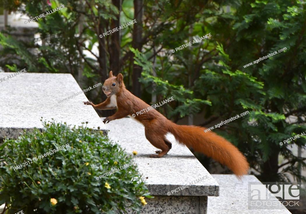 Stock Photo: 28 August 2020, Berlin, Hellersdorf: A squirrel has found food in a Mahlsdorf front garden on the outskirts of Berlin. Hazelnuts can be found here in large.
