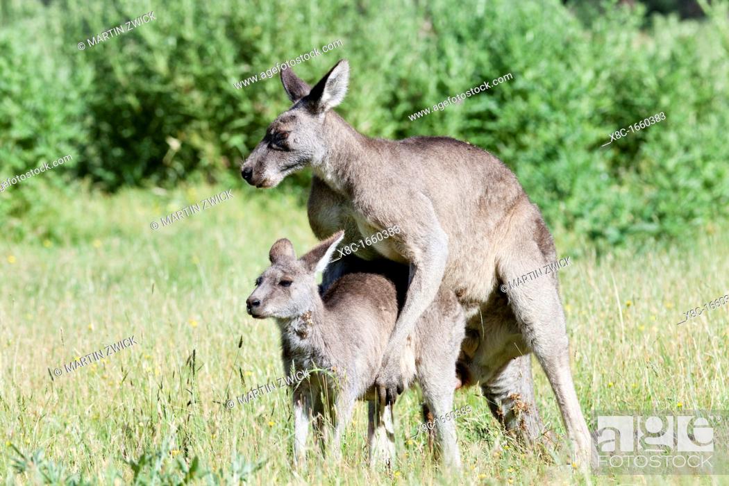 Eastern grey kangaroo Macropus giganteus mating, it is the second largest  living marsupial and one..., Stock Photo, Picture And Rights Managed Image.  Pic. X8C-1660383 | agefotostock