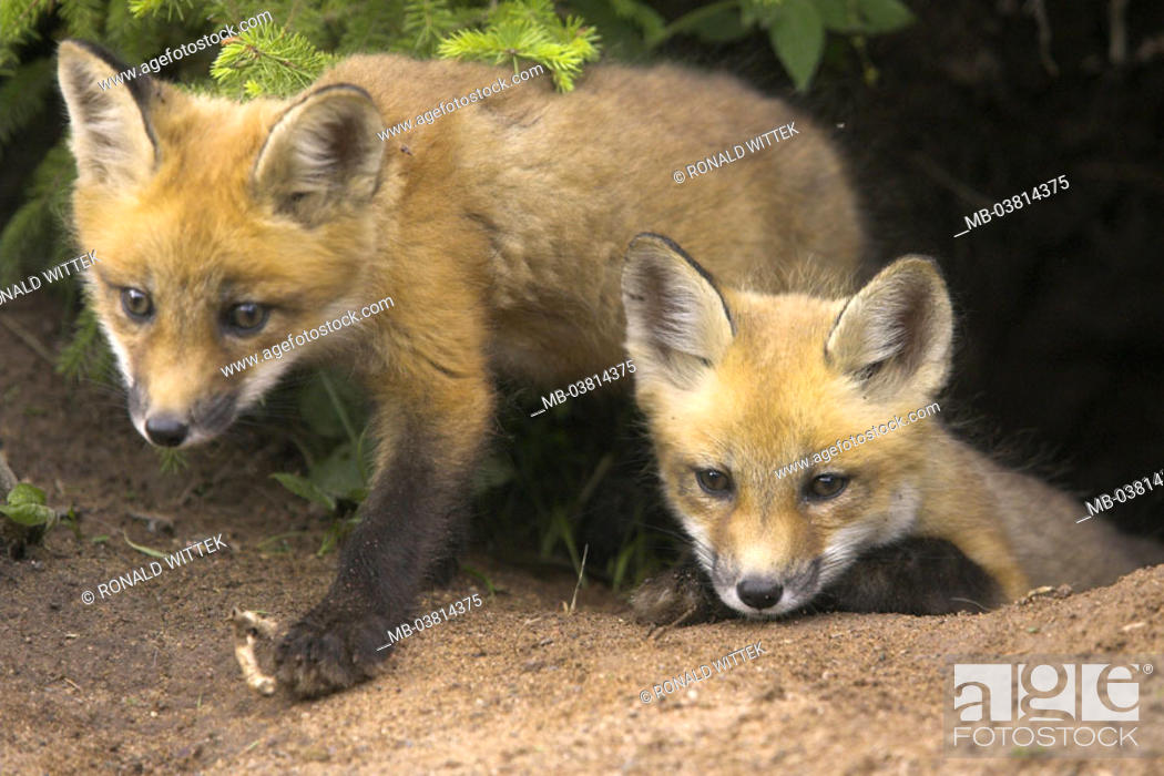 Foxhole, Rotfüchse, Vulpes vulpes, Young, curious, Fauna, animals, mammals,  wild animals, Stock Photo, Picture And Rights Managed Image. Pic.  MB-03814375 | agefotostock