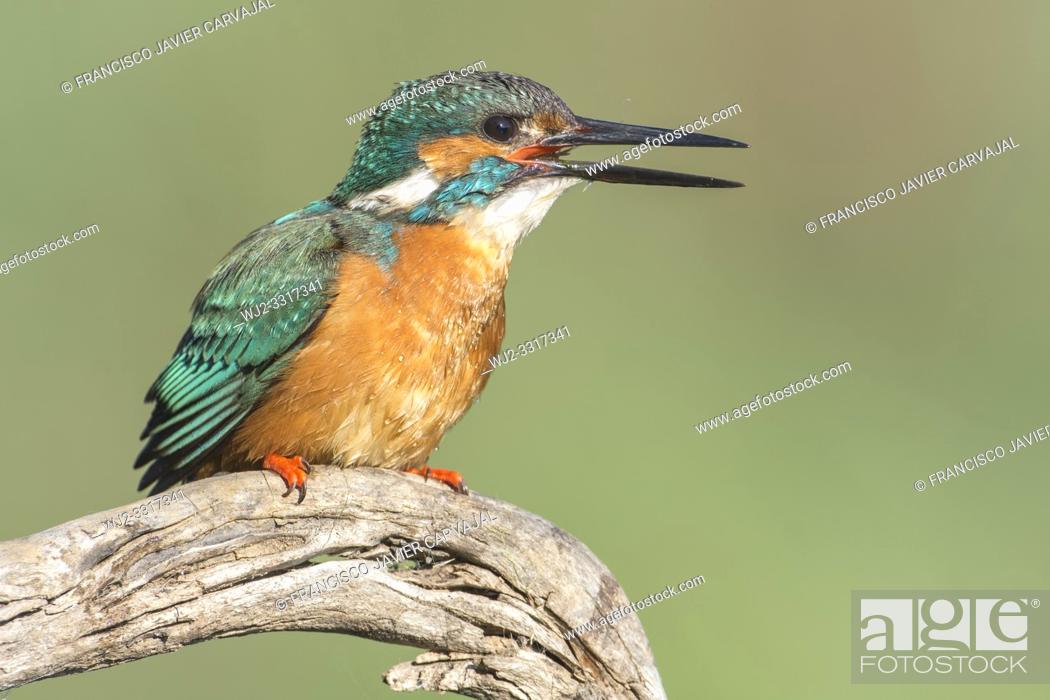 Stock Photo: KIngfisher (Alcedo atthis) after catching a crab in the river is swallowing it, Extremadura, Spain.