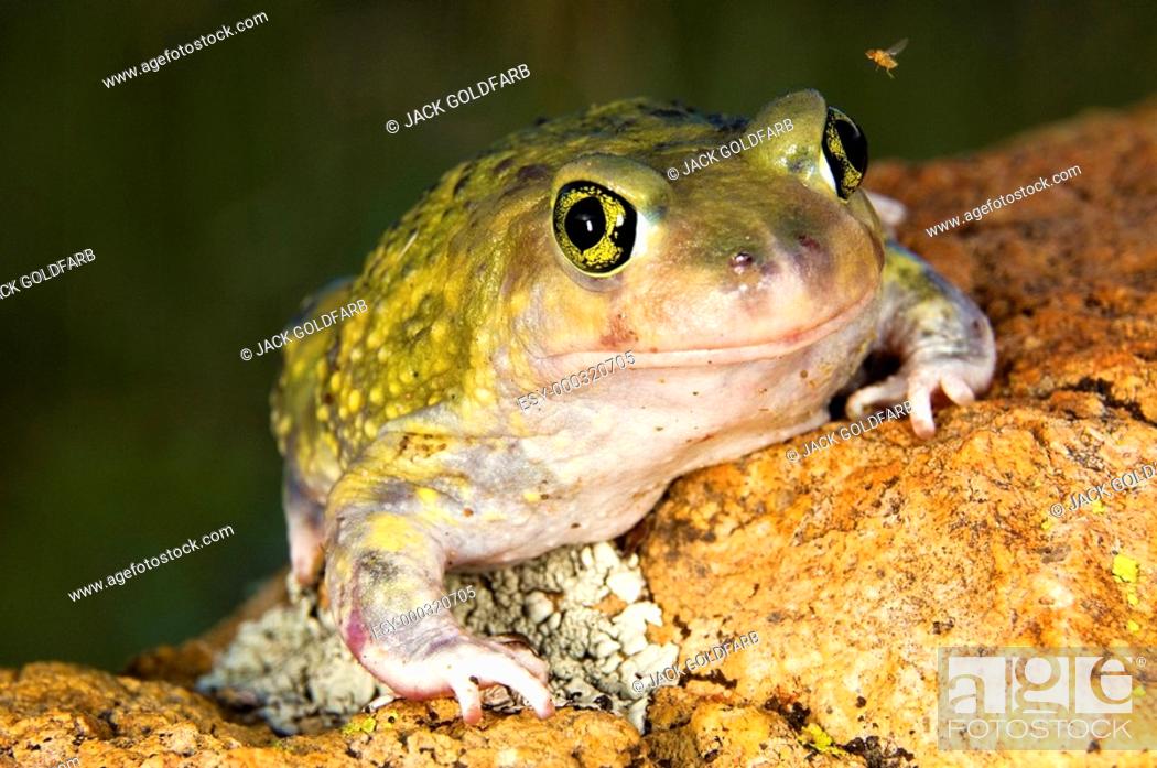 Stock Photo: A Couch's spadefoot toad Scaphiopus couchi sitting on a boulder.