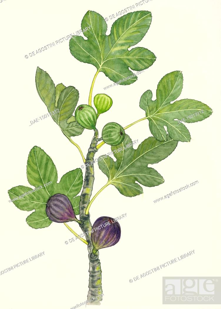 watercolor hand drawn figs, absctract, green and violet colors, fruit  illustration for cooking book recipe Stock Photo - Alamy