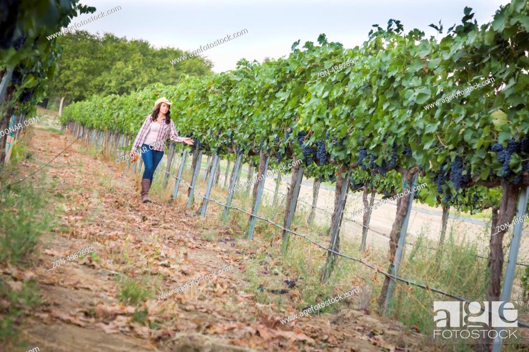 Stock Photo: Young Mixed Race Female Farmer Inspecting the Wine Grapes in the Vineyard.