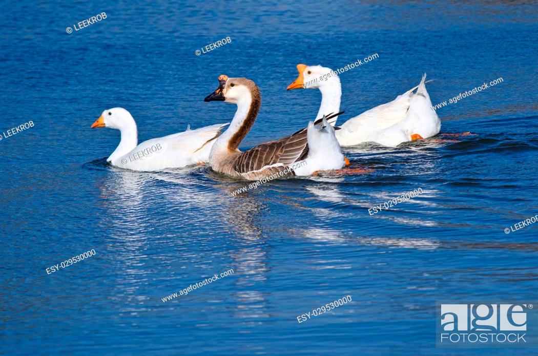 Stock Photo: Chinese Geese also known as Swan Geese (Anser cygnoides) swimming in the lake.