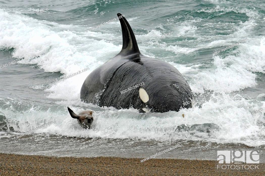 Stock Photo: Orca hunting South American Sea Lion, Peninsula Valdez, Argentina / Orcinus orca, Otaria byronia, Otaria flavescens / Killerwhale.