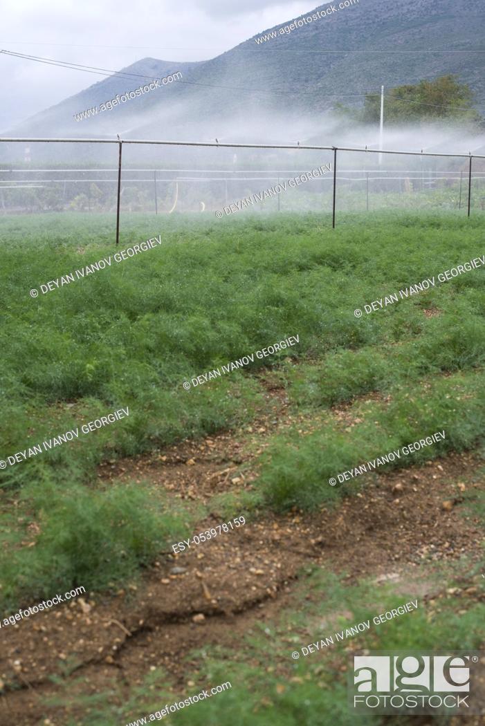 Stock Photo: Field planted with dill. Watering dill with sprinkler.