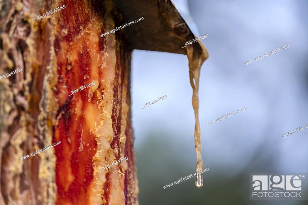 Stock Photo: resin extraction in a Pinus pinaster forest, Montes de Coca, Segovia, Spain.