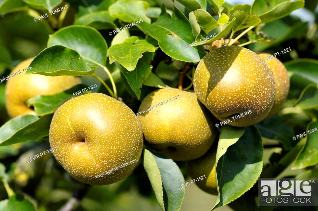 Stock Photo: Pear, Nashi pear, Pyrus pyrifolia, Fruit gowing on the tree.
