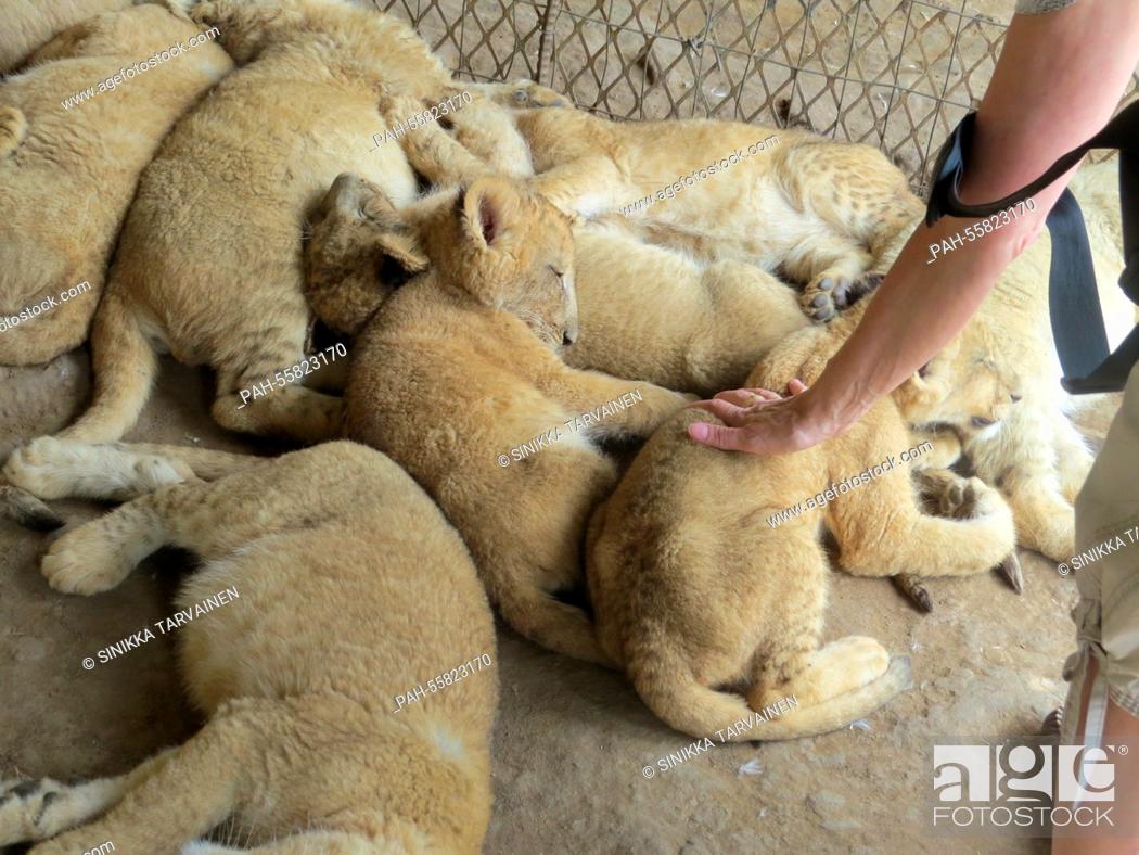 Stock Photo: A woman pets little lions in a compound of the Moreson's Ranch in Vrede, South Africa, 10 February 2015. Photo: Sinikka Tarvainen/dpa | usage worldwide.