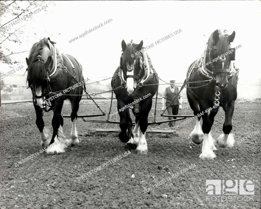 Stock Photo: 1968 - Horses back on the Farm; The demand for English Shires is booming, especially if they have black bodies and white feet.