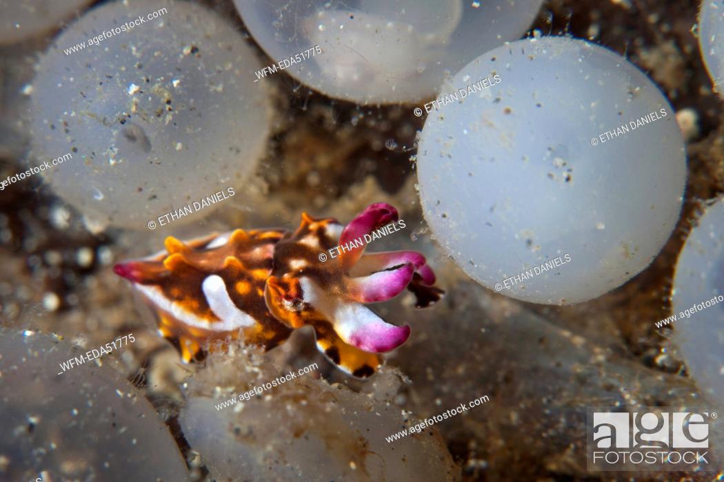Stock Photo: Flamboyant Cuttlefish hatches of its Egg, Metasepia pfefferi, Lembeh Strait, North Sulawesi, Indonesia.