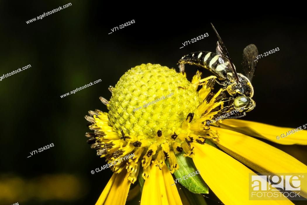 Photo de stock: Eastern Sand Wasp (Bembix americana spinolae) Feeding on Cutleaf Daisy (Engelmannia peristenia) Flower.