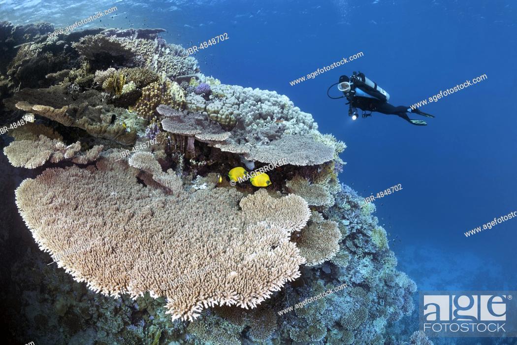 Stock Photo: Diver viewing coral reef waste with Steinkoralle sp. (Acropora robusta), pair Bluecheek butterflyfish (Chaetodon semilarvatus), Red Sea, Egypt, Africa.