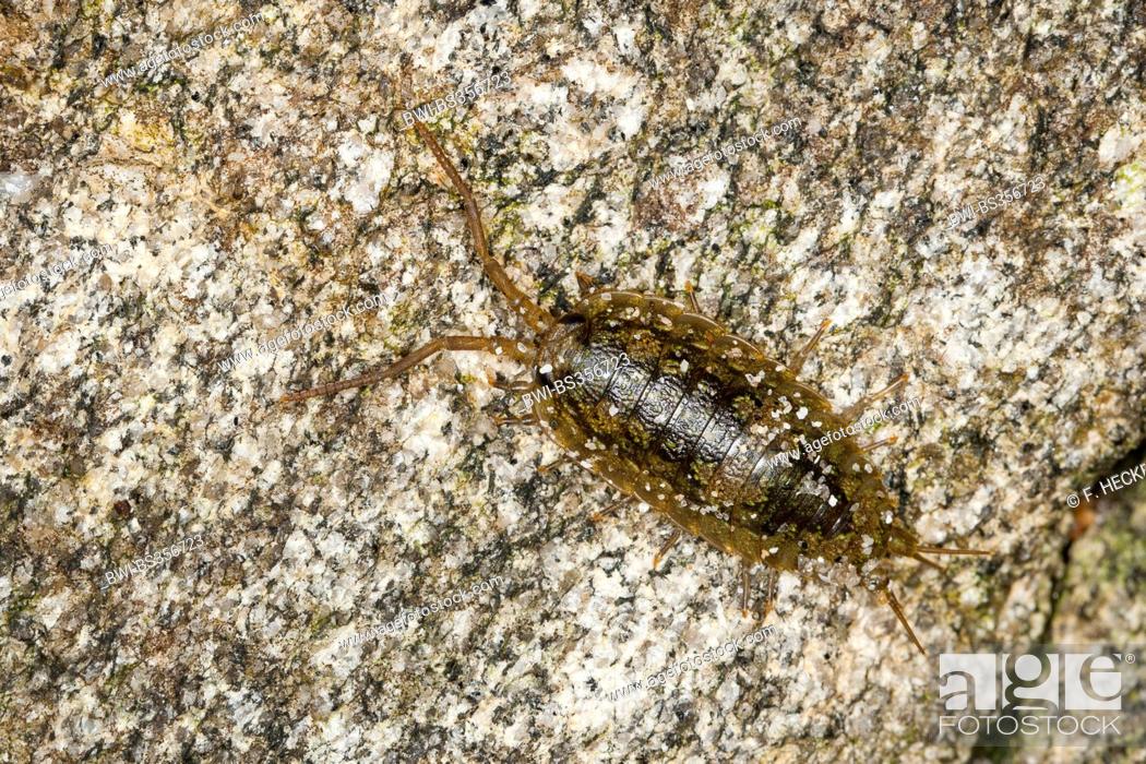 Stock Photo: Great sea-slater, Sea slater, Quay-louse, Sea roach, Littoral woodlouse (Ligia oceanica), on a stone, Germany.