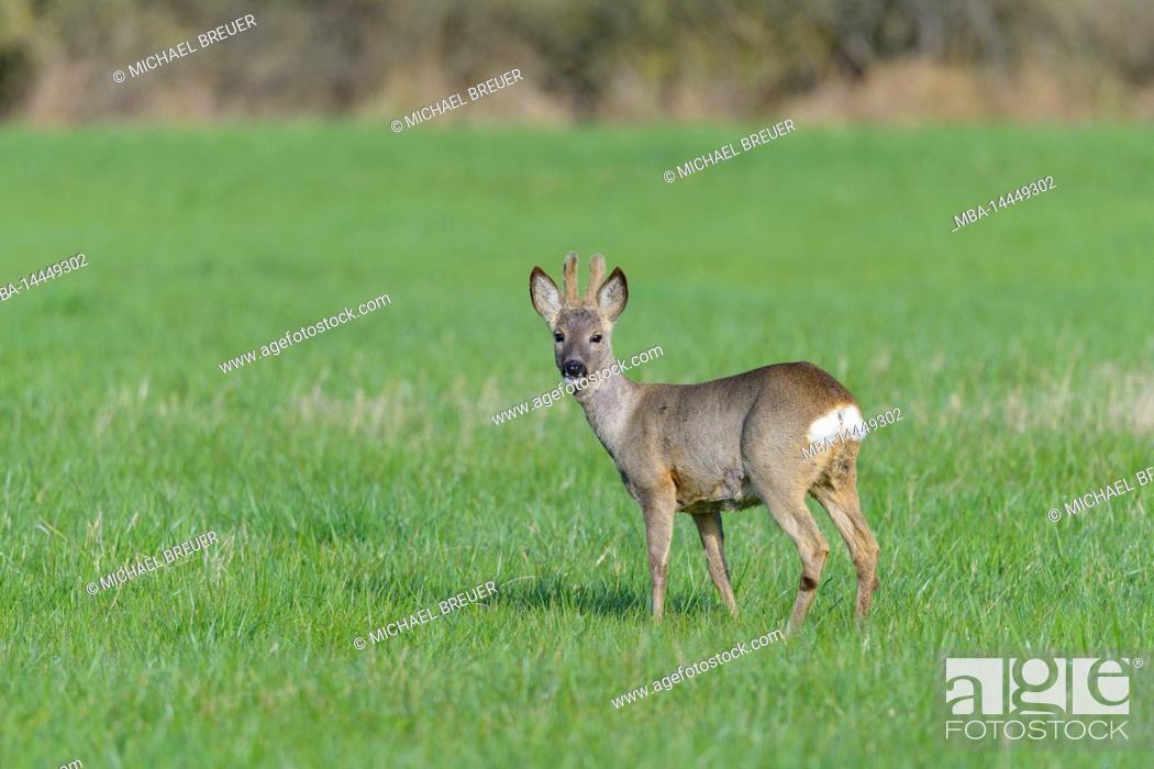 Stock Photo: Roebuck (Capreolus capreolus) in bast on a meadow, spring, April, Hesse, Germany, Europe.