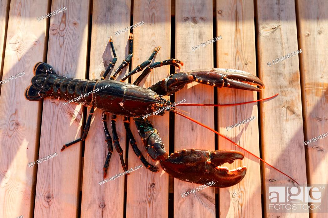 Stock Photo: fresh lobster lying on sundeck. outside shot in Norway. copy space.