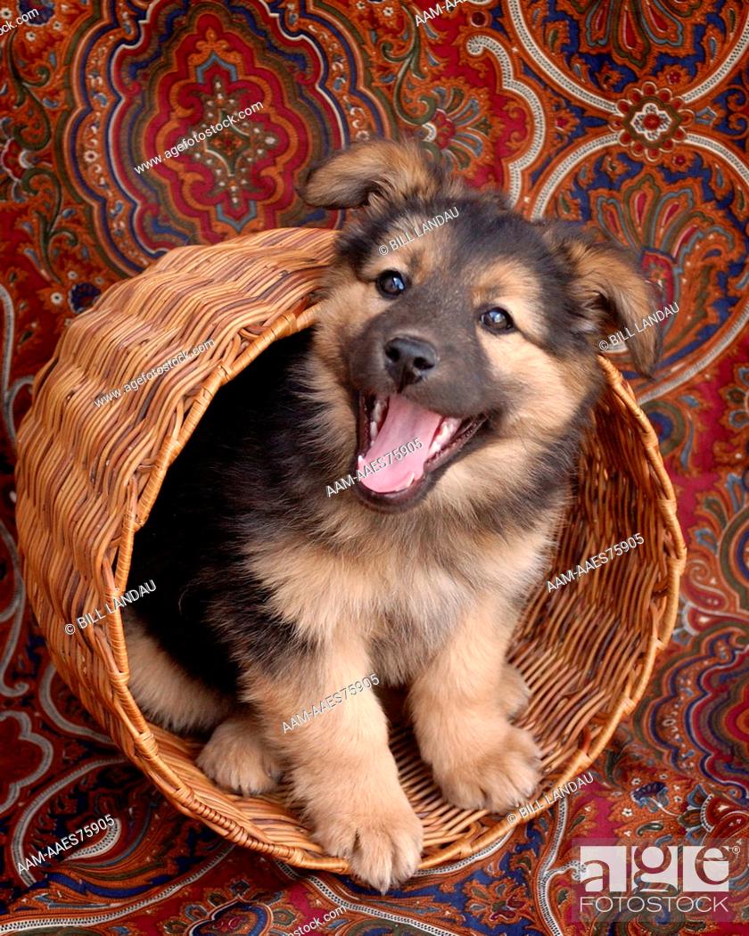 An Australian Shepherd mix with a big smile, Stock Photo, Picture And  Rights Managed Image. Pic. AAM-AAES75905 | agefotostock