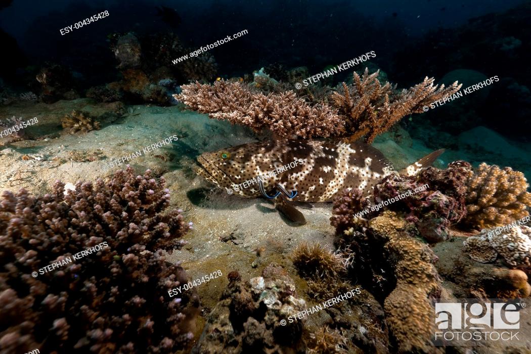 Stock Photo: Brown-marbled grouper epinephelus fuscoguttatus in the Red Sea.