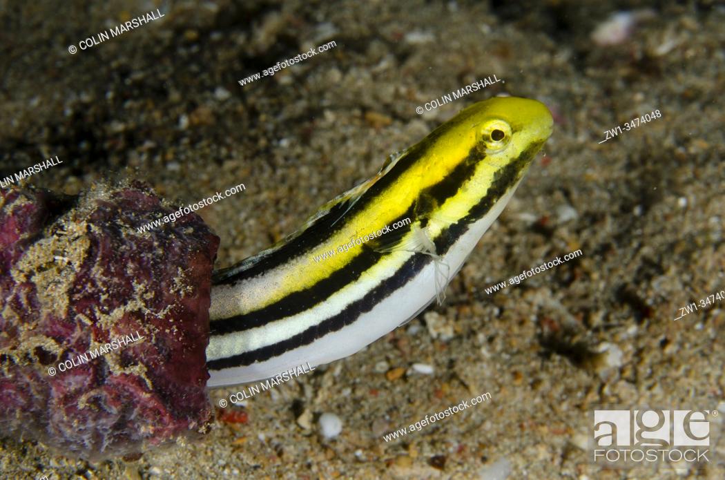 Stock Photo: Striped Fangblenny (Meiacanthus grammistes) in bottle, Sampiri 3 dive site, Bangka Island, north Sulawesi, Indonesia, Pacific Ocean.