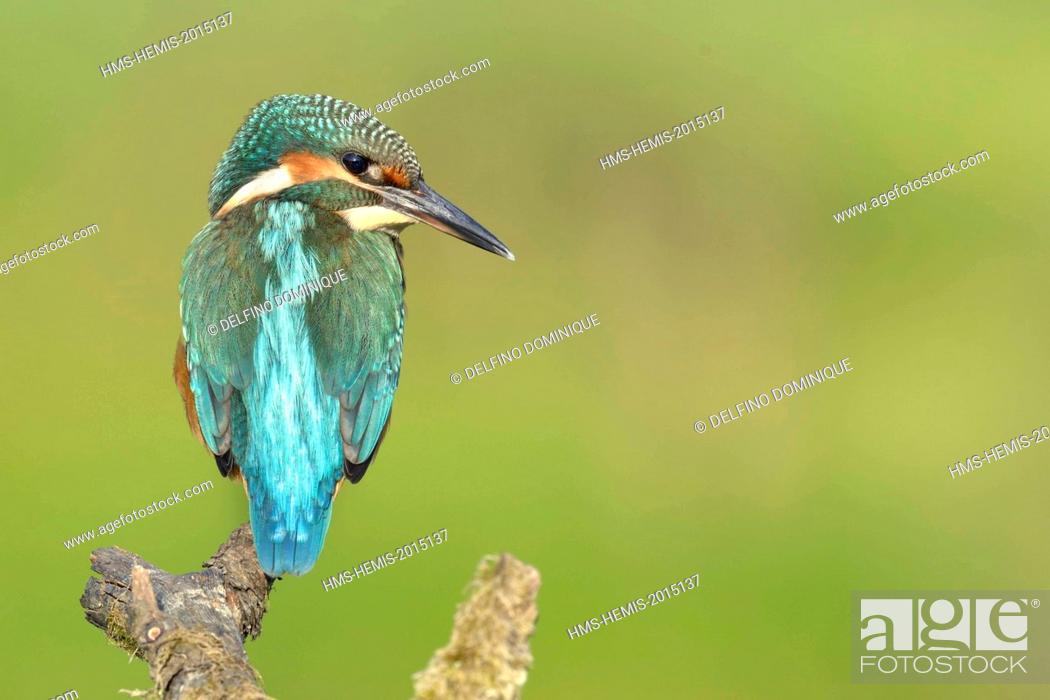 Stock Photo: France, Doubs, natural area for Allan to Brognard, Kingfisher (Alcedo atthis), young of the year on his perch hunting.
