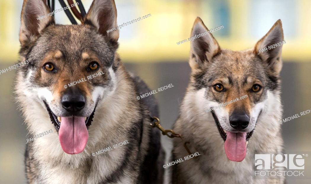 Czechoslovakian Wolfdogs Look To Their Owners Ahead Of The Purebred Dog And Cat Show In Erfurt Stock Photo Picture And Rights Managed Image Pic Pah 59293343 Agefotostock