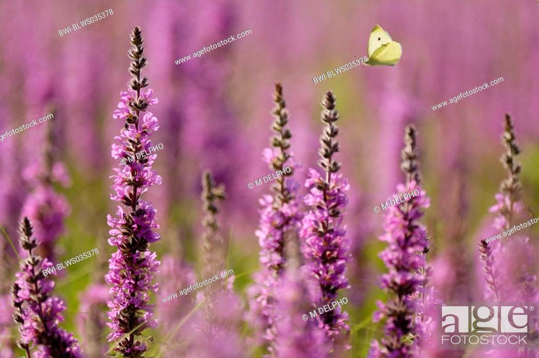 Imagen: purple loosestrife, spiked loosestrife Artogeia rapae, Pieris rapae, Lythrum salicaria, blooming, with butterfly flying, Germany, Hesse.