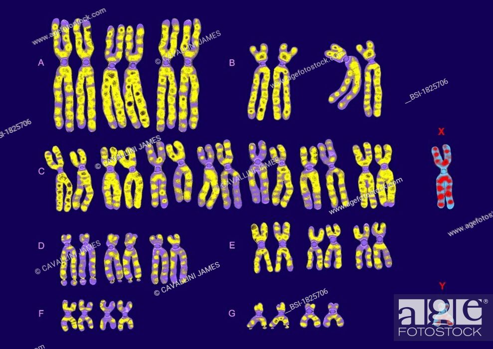 Stock Photo: MALE CARYOTYPE<BR> <BR>Normal karyotype (46, XY - male).  Human chromosomes are classified by groups according to the Denver classification in which they are.