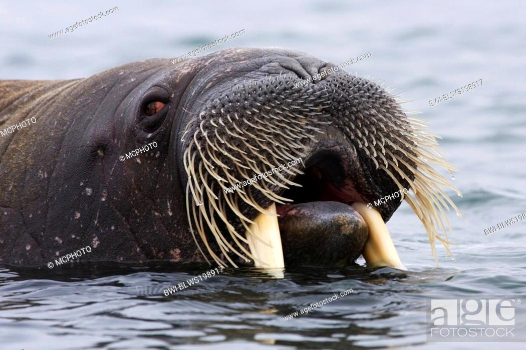Walrus open mouth Stock Photos and Images | agefotostock