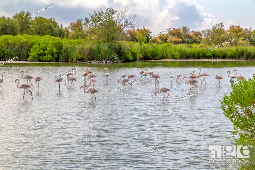Stock Photo: riparian scenery including some flamingos around the Regional Nature Park of the Camargue in Southern France.