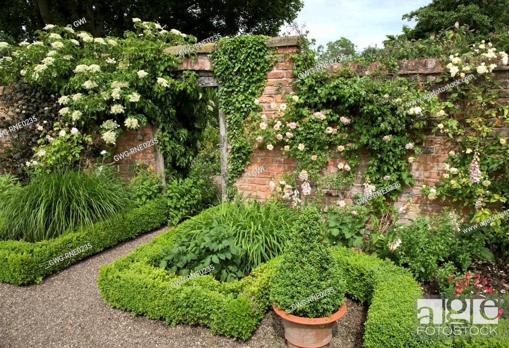 Brick Wall With Climbing Rose Phyllis Bide And Hydrangea Anomola Petiolaris At Wollerton Old Hall Stock Photo Picture And Rights Managed Image Pic Gwg Rne0235 Agefotostock
