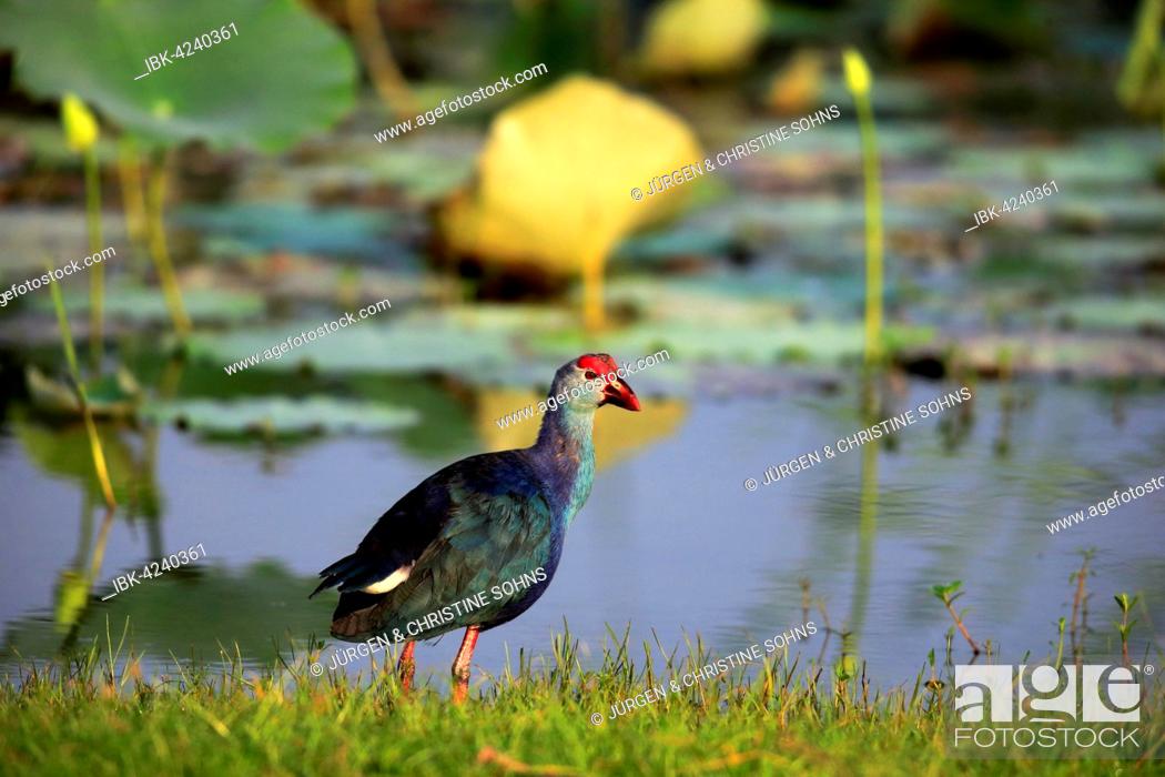 Stock Photo: Western swamphen (Porphyrio porphyrio), adult by the water, Bundala National Park, Sri Lanka.