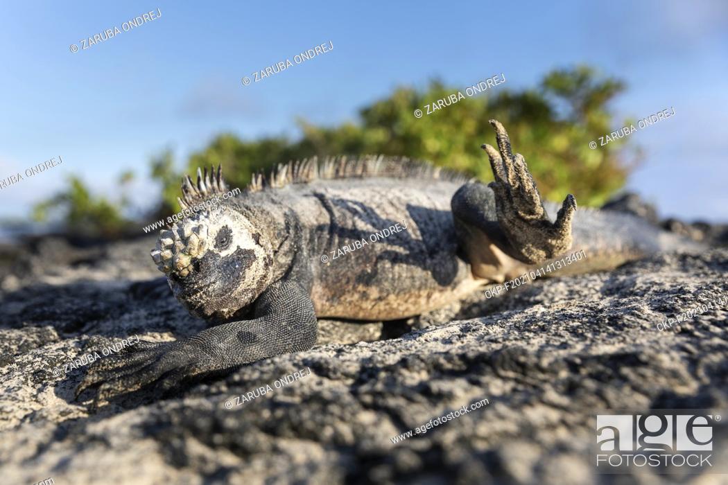 Stock Photo: Galapagos marine iguana. One of the endemit on islands. It looks like monster. Isabela island  (CTK Photo/Ondrej Zaruba).