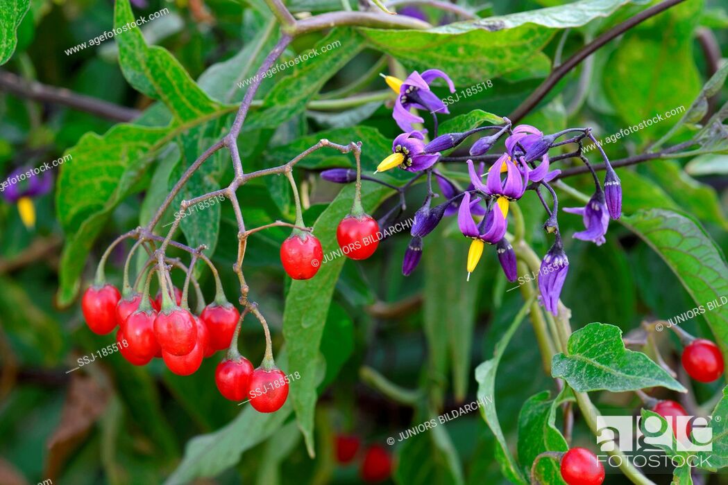 Bittersweet Nightshade Deadly Nightshade Solanum Dulcamara Plant With Ripe Berries And Flowers Stock Photo Picture And Rights Managed Image Pic Ssj 185518 Agefotostock,Chocolate Cups Molds