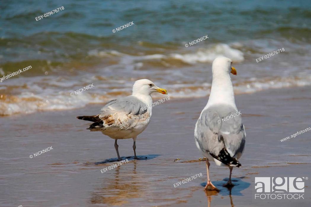 Stock Photo: Two seagulls in a water of North sea in Zandvoort, the Netherlands.