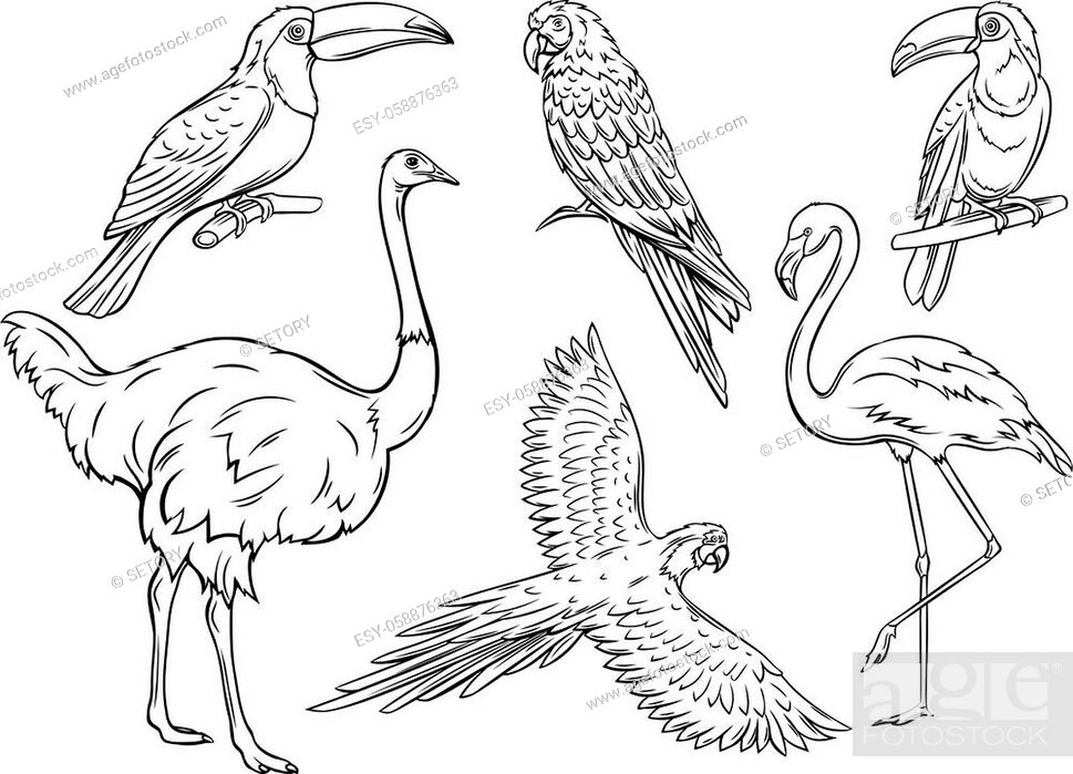 Exotic birds, hand drawn outline. Parrot, flamingo, ostrich and toucan,  Stock Vector, Vector And Low Budget Royalty Free Image. Pic. ESY-058876363  | agefotostock