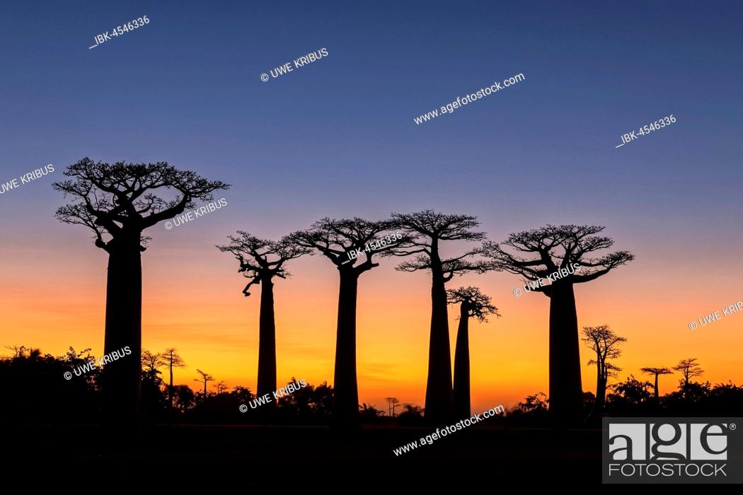 Stock Photo: Baobab Avenue (Adansonia gradidieri) in the sunset, near Morondava, Madagascar.