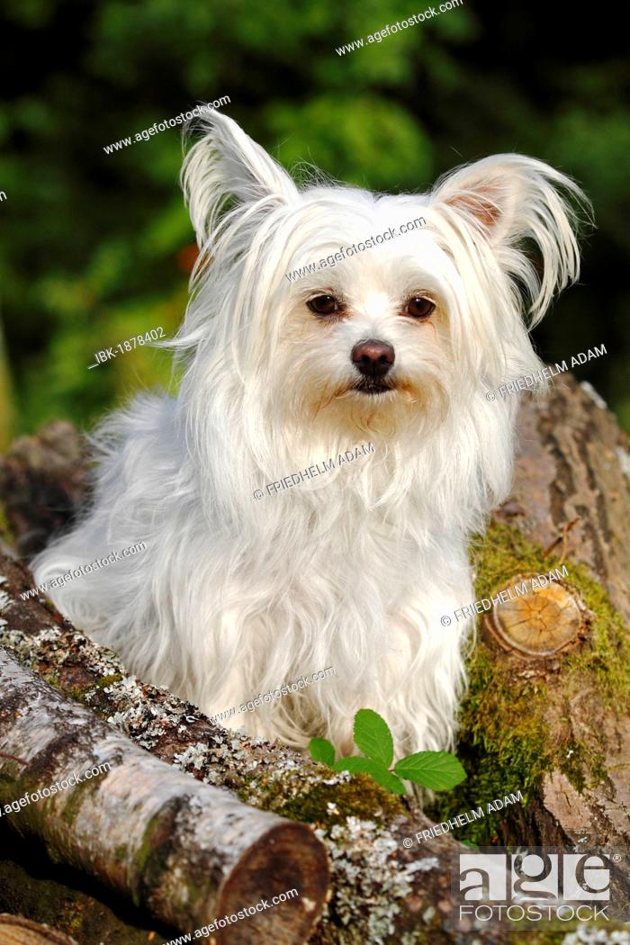 Havaton Havanese Coton De Tulear Hybrid Sitting On A Pile Of Wood Stock Photo Picture And Royalty Free Image Pic Ibk 1878402 Agefotostock