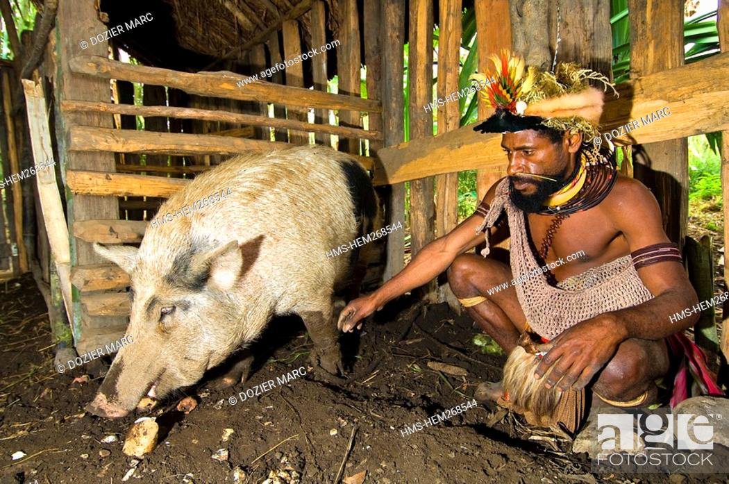 Stock Photo: Papua New Guinea, Southern Highlands Province, Hulis Tribe, region of Tari, village of Kobe Dumbiali, Titsa feeds a pig sweet potatoes.