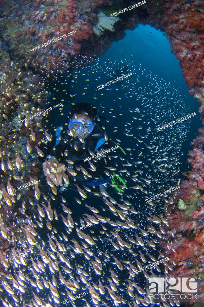 Stock Photo: A school of Glassfish, Ambassis sp., inside a small dark cavern, with many soft corals, Dendronepthya sp., and a diver behind the Glassfish, Taliabu Island.