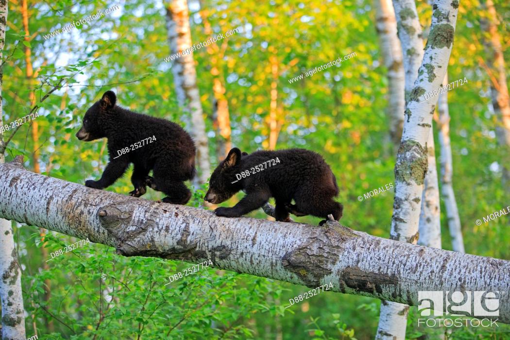 Imagen: United States, Minnesota, Black bearUrsus americanus, youngs in a tree.