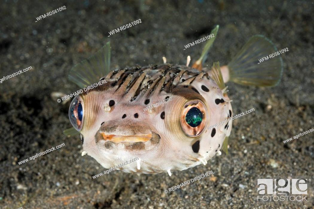 Stock Photo: Balloon Porcupinefish, Diodon holocanthus, Lembeh Strait, North Sulawesi, Indonesia.