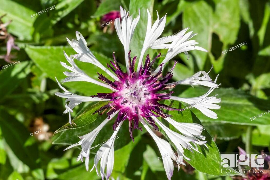 Stock Photo: Centaurea montana Amethyst In Snow a spring summer flowering plant with white purple summertime flower commonly known as Perennial or Mountain cornflower.