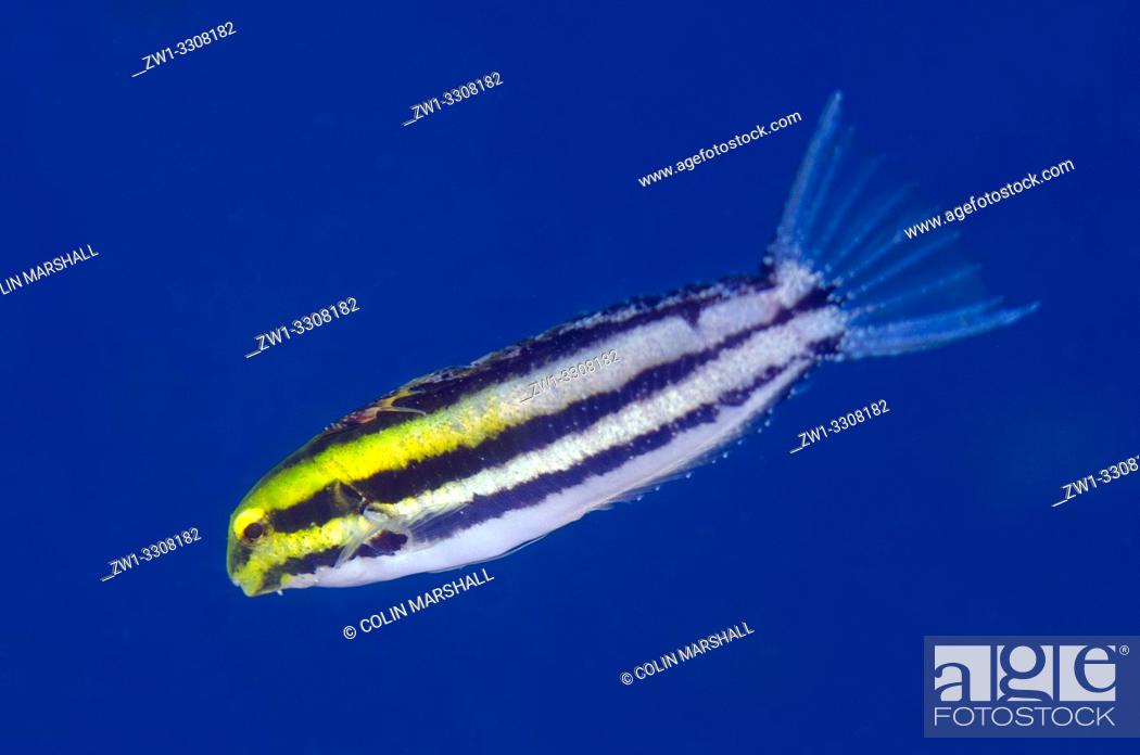 Stock Photo: Shorthead Fangblenny (Petroscirtes breviceps), Aquila Wreck, dive site, Ambon, Maluku (Moluccas), Indonesia.