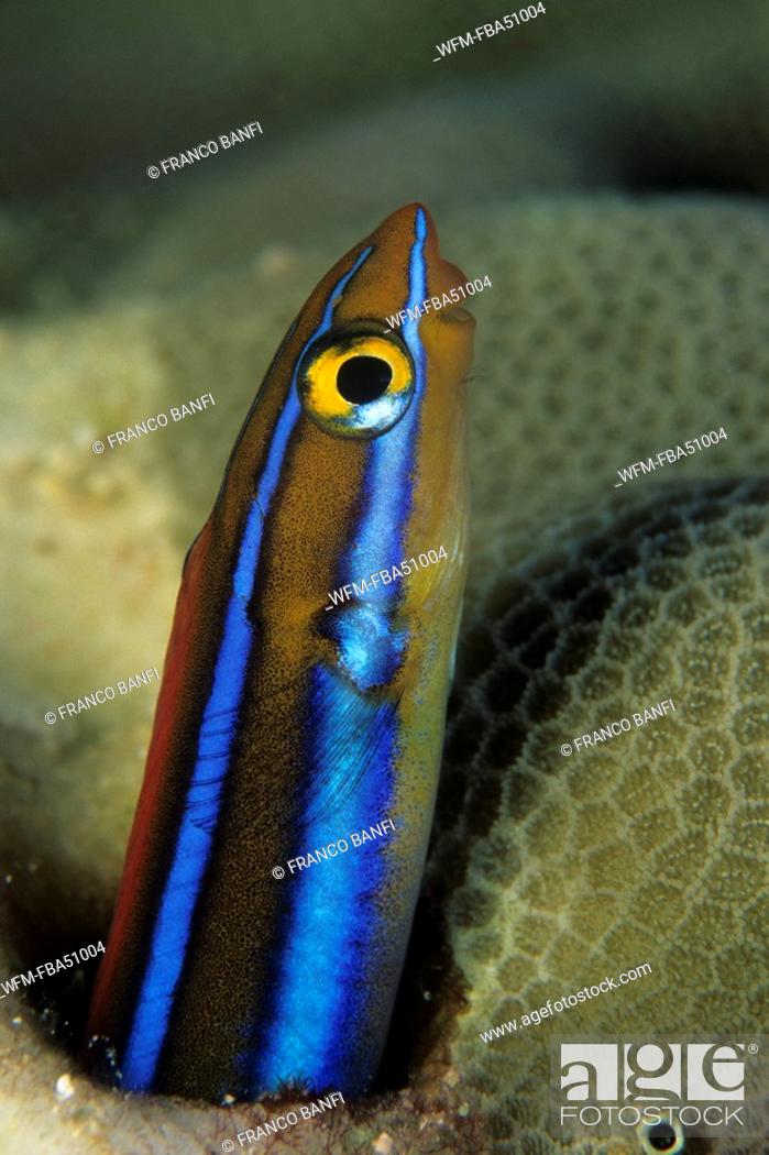 Stock Photo: blue lined blenny, Plagiotremus rhinorhynchos, Micronesia, Pacific, Palau.