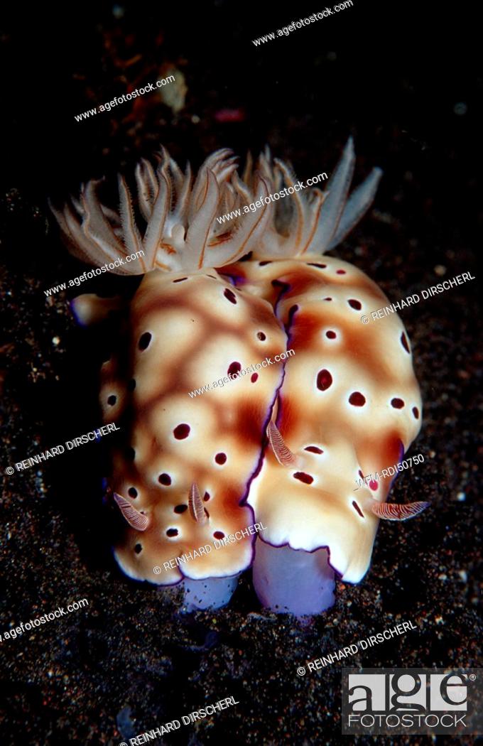 Stock Photo: Mating nudibranches, Risbecia tryoni, Indian Ocean Komodo National Park, Indonesia.