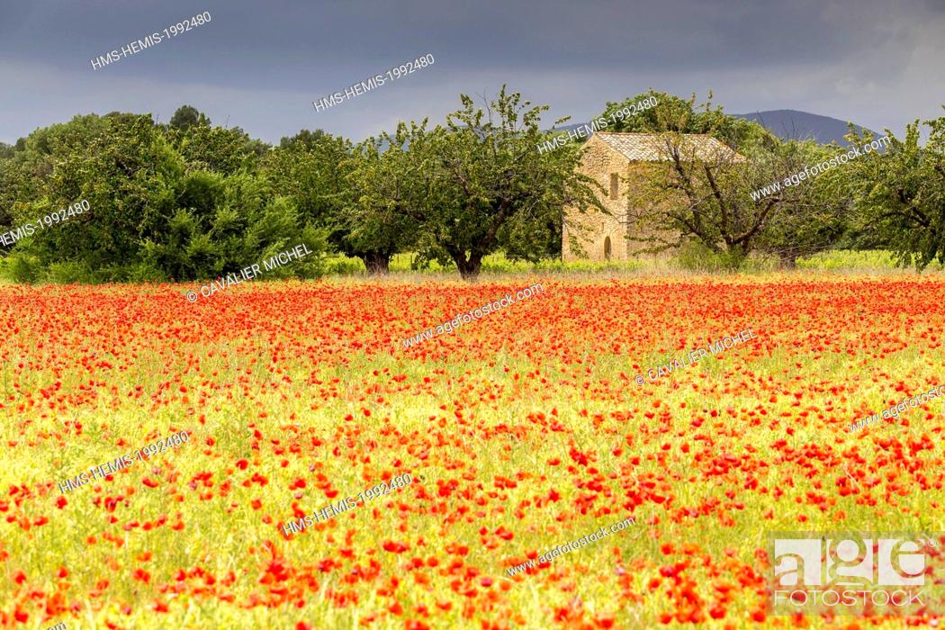 Stock Photo: France, Vaucluse, regional natural reserve of Luberon, Vaugines, old ancient country-house surrounded with vineyards and cherry trees near a field of poppies.